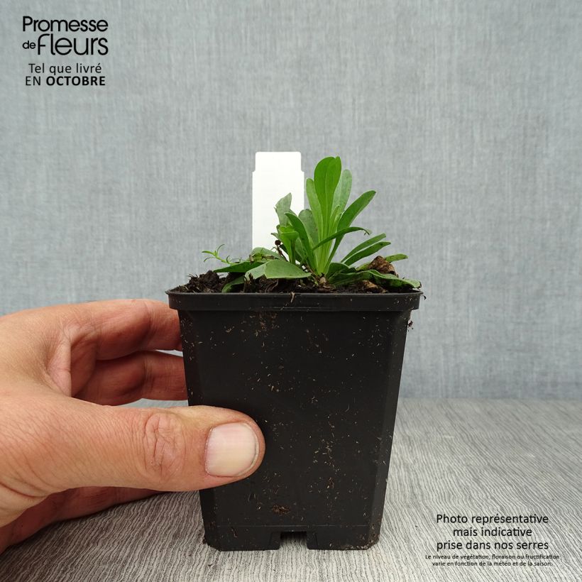 Aster alpinus Dunkle Schöne 8/9 cm pot sample as delivered in autumn