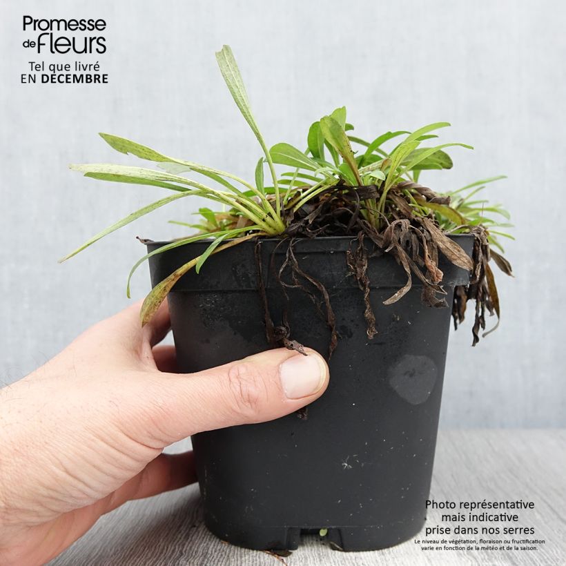 Aster alpinus Dunkle Schöne 2L/3L pot sample as delivered in autumn