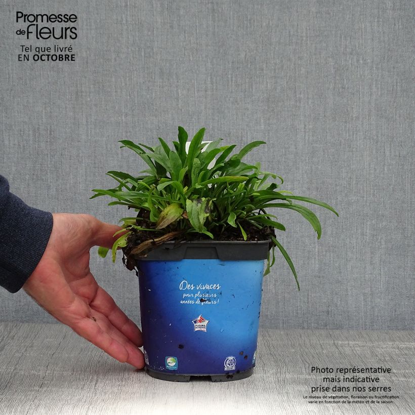 Aster alpinus Goliath 2L/3L pot sample as delivered in autumn