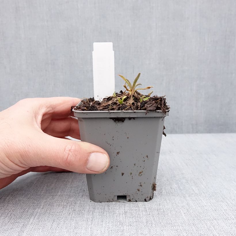 Aster alpinus Pinkie 8/9 cm pot sample as delivered in winter