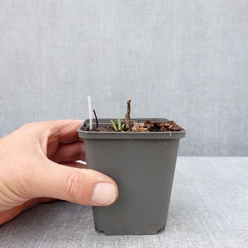 Aster amellus Sonora 8/9 cm pot sample as delivered in spring