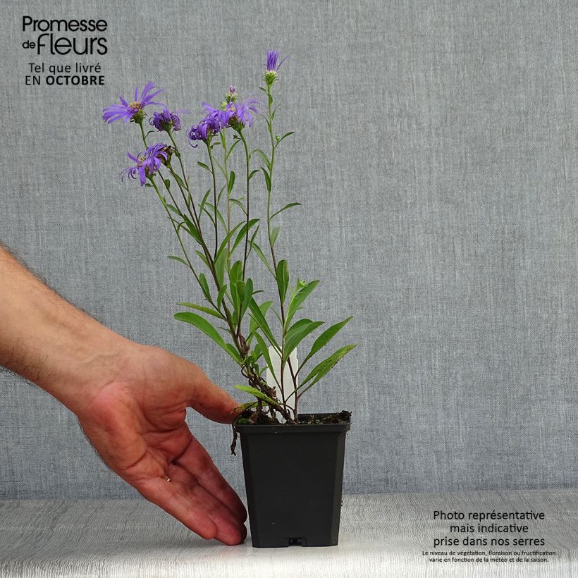 Aster amellus Veilchenkönigin - Violet Queen 8/9 cm pot sample as delivered in autumn