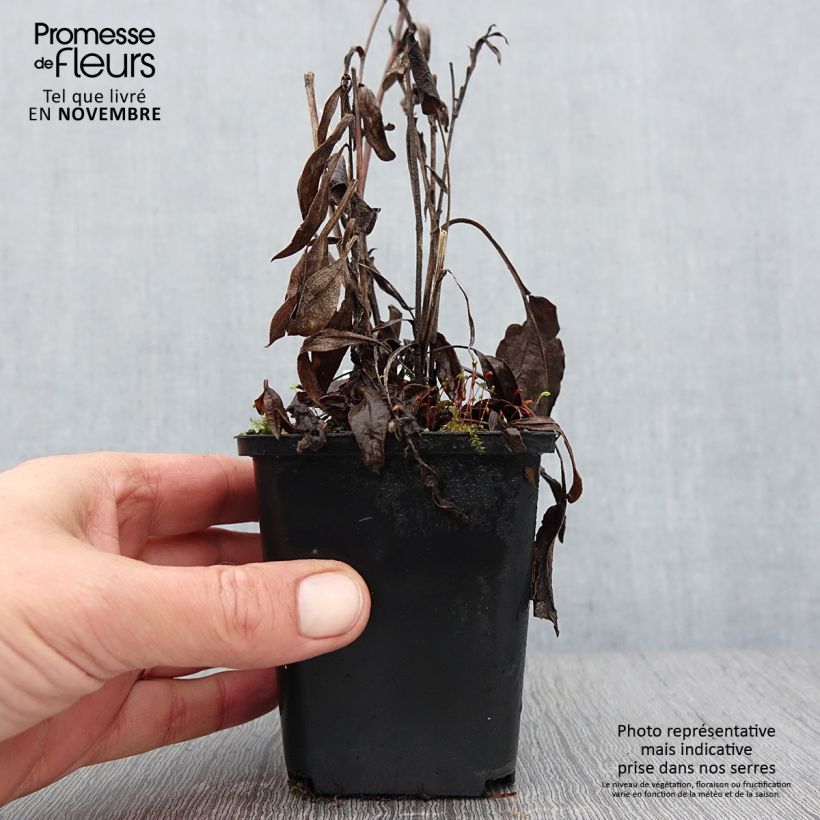 Aster azureus 8/9 cm pot sample as delivered in autumn