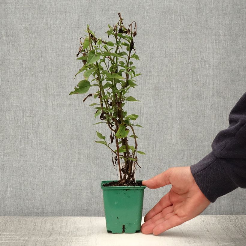 Aster cordifolius Blütenregen 8/9 cm pot sample as delivered in summer