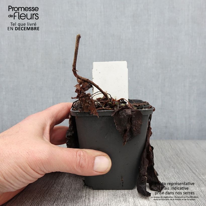 Aster divaricatus 8/9 cm pot sample as delivered in autumn