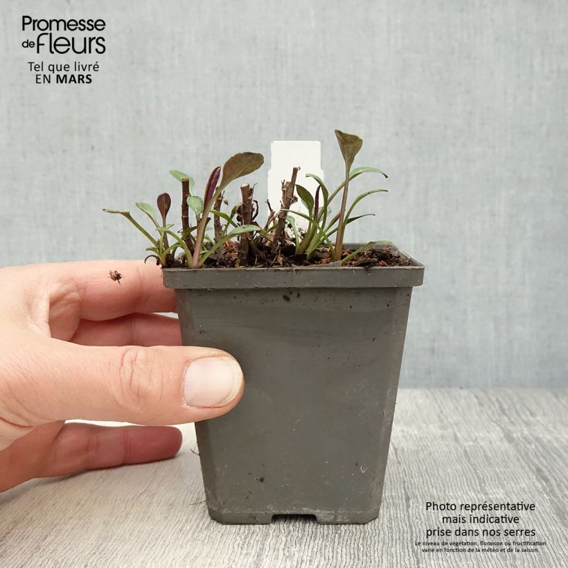 Aster dumosus Anneke 8/9 cm pot sample as delivered in spring