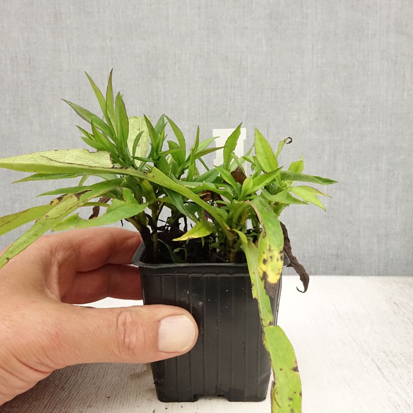 Aster dumosus Augenweide 8/9 cm pot sample as delivered in summer