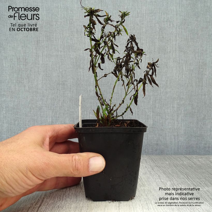 Aster dumosus Bahamas 8/9 cm pot sample as delivered in autumn