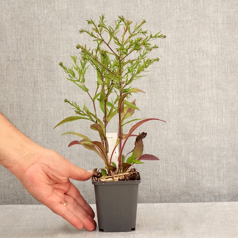 Aster dumosus Jenny 8/9 cm pot sample as delivered in summer