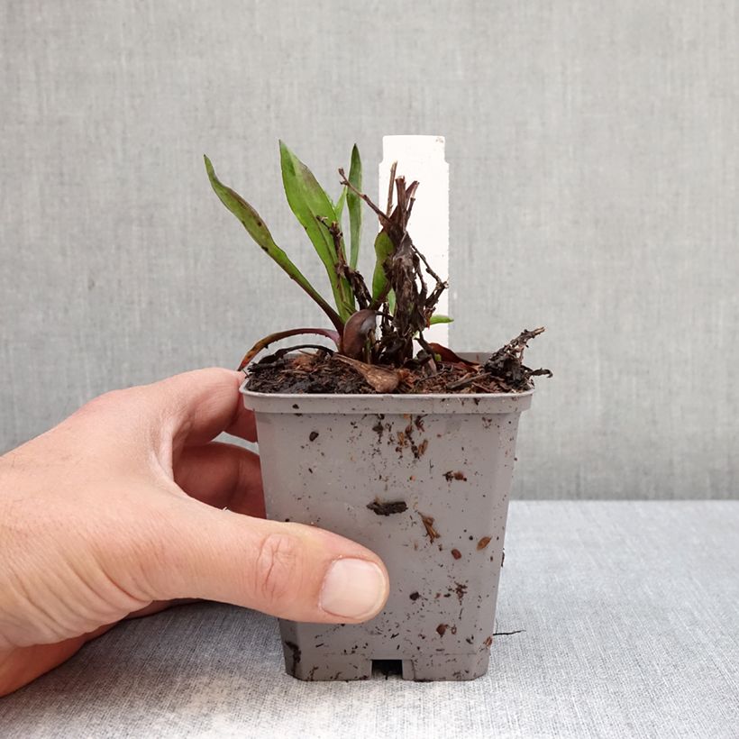 Aster dumosus Jenny 8/9 cm pot sample as delivered in spring