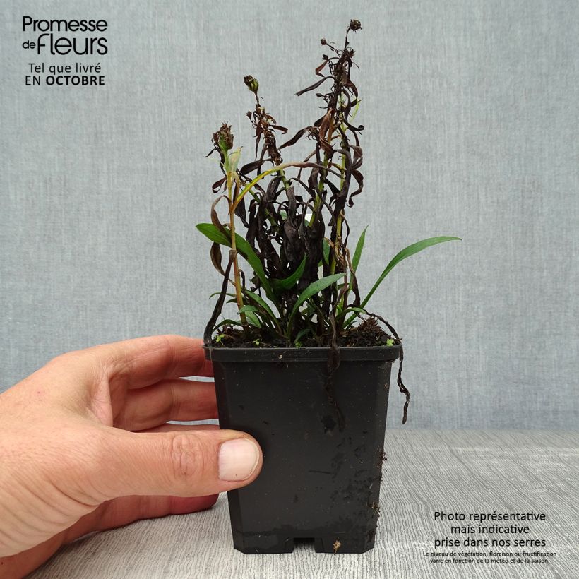 Aster dumosus Kristina 8/9 cm pot sample as delivered in autumn