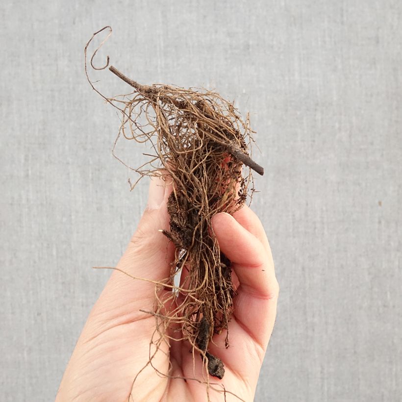 Aster dumosus Lady in Blue Bare root sample as delivered in winter