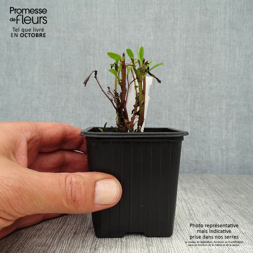 Aster dumosus Marjorie 8/9 cm pot sample as delivered in autumn