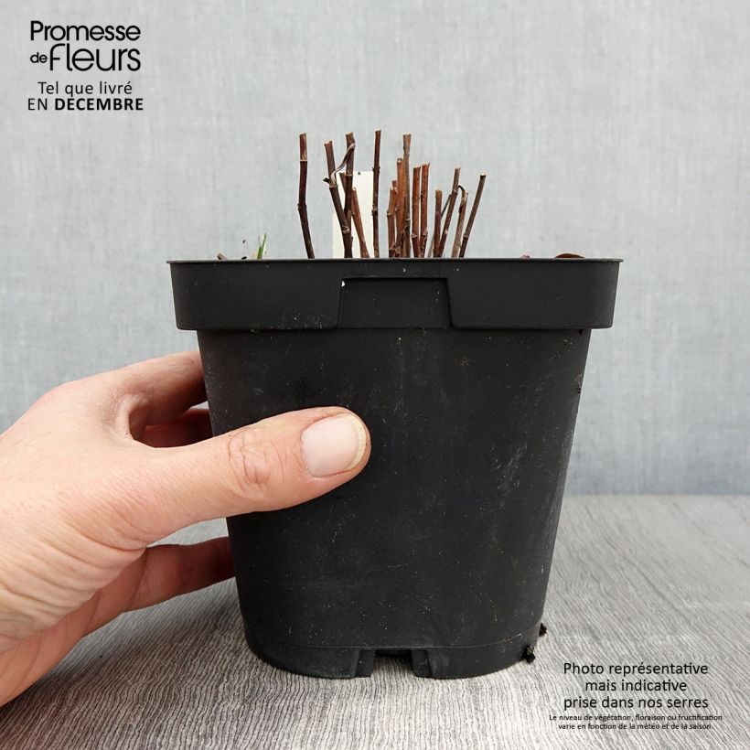 Aster dumosus Marjorie 2L/3L pot sample as delivered in autumn