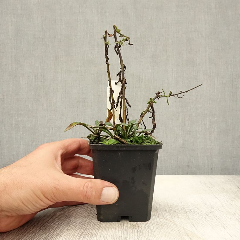 Aster dumosus Neron 8/9 cm pot sample as delivered in autumn