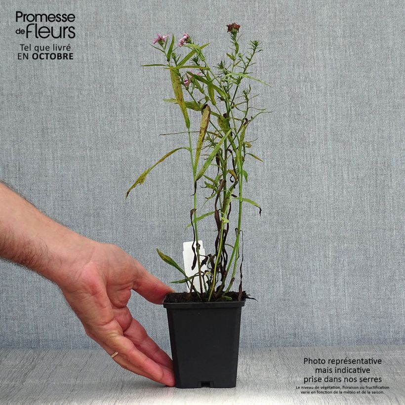 Aster dumosus Peter Harrison 8/9 cm pot sample as delivered in autumn