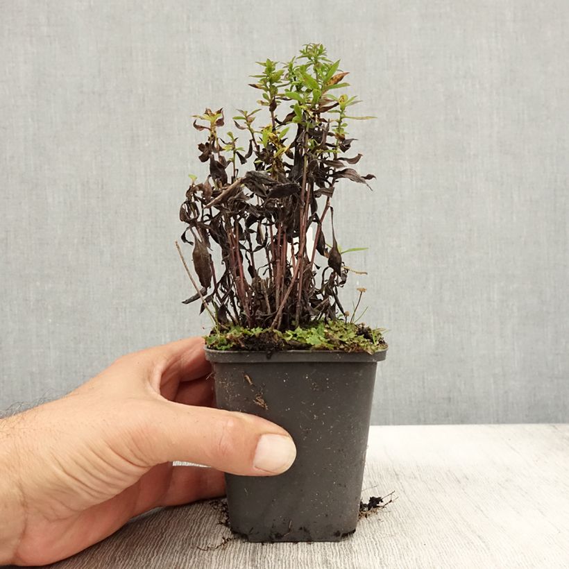 Aster dumosus Samoa 8/9 cm pot sample as delivered in autumn