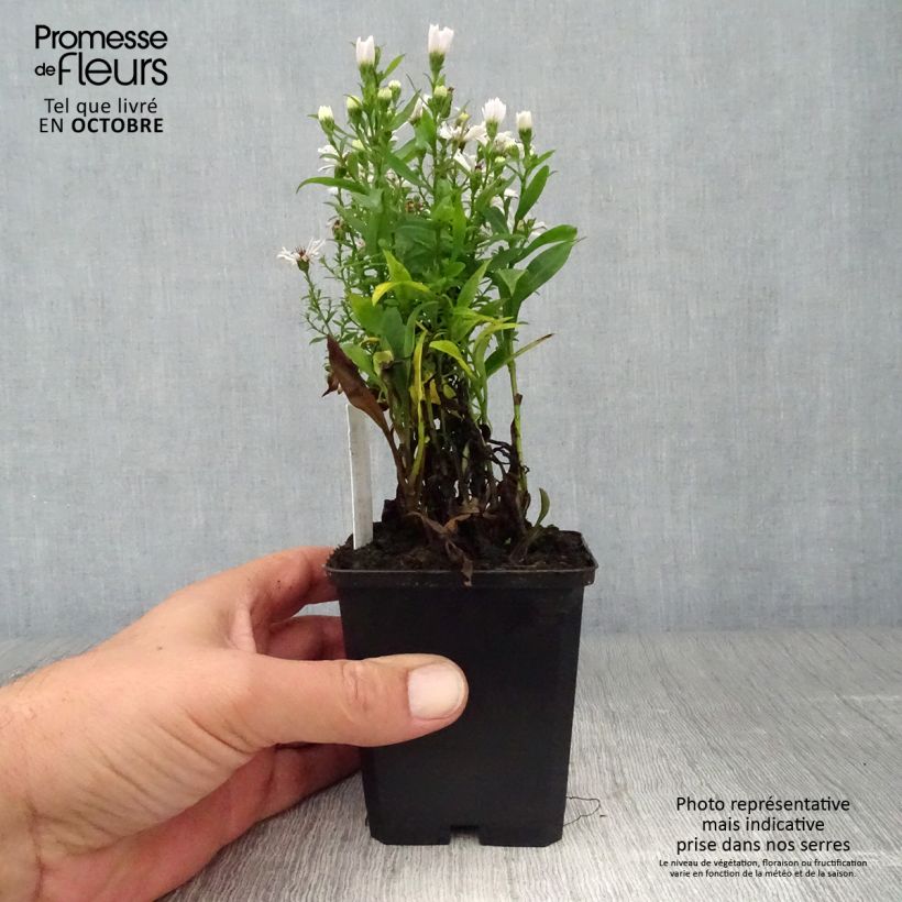 Aster dumosus Schneekissen 8/9 cm pot sample as delivered in autumn