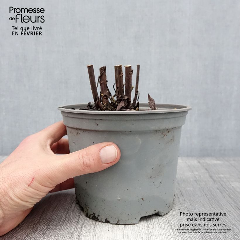 Aster dumosus Starlight 2L/3L pot sample as delivered in winter