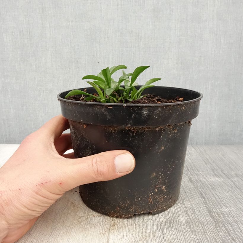 Aster dumosus Starlight 2L/3L pot sample as delivered in spring