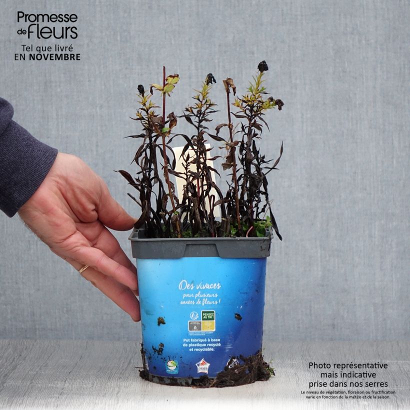 Aster dumosus Tonga 2L/3L pot sample as delivered in autumn