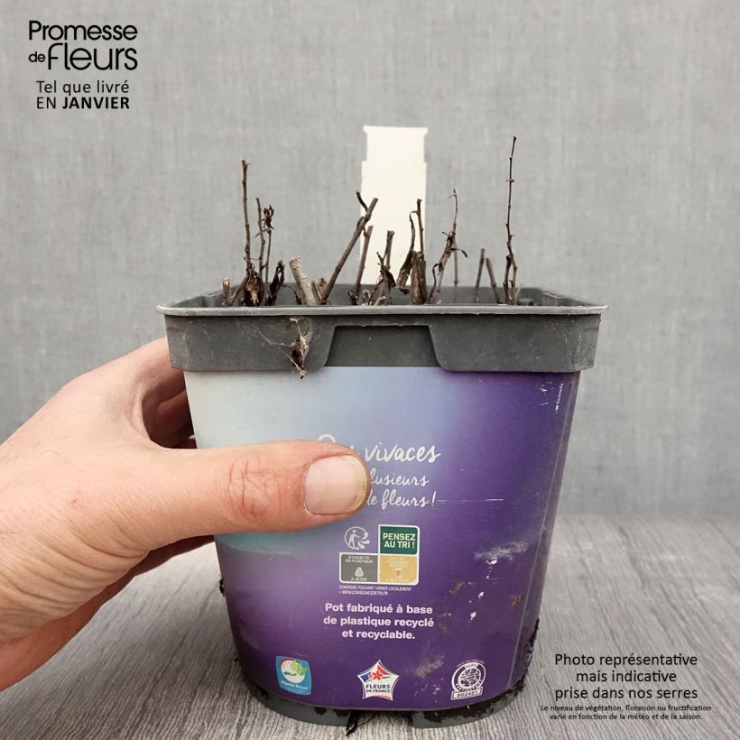 Aster dumosus Tonga 2L/3L pot sample as delivered in winter