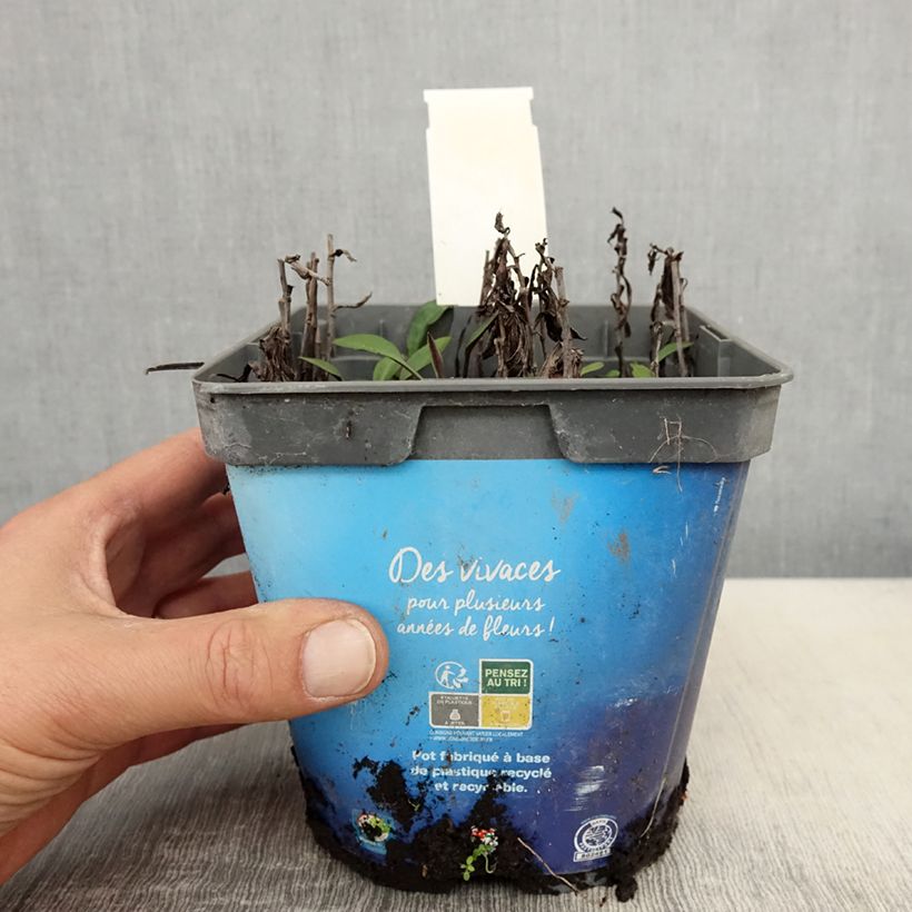 Aster dumosus Tonga 2L/3L pot sample as delivered in spring