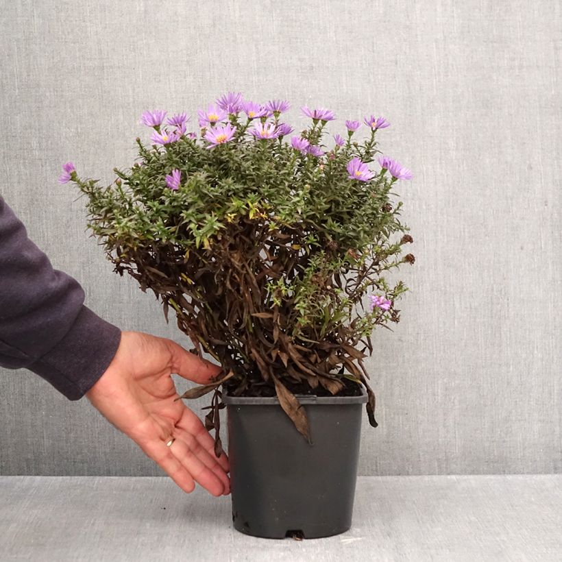 Aster novi-belgii Wood's Purple - New York Aster 1.5L/2L pot sample as delivered in autumn