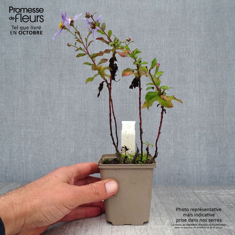 Aster ageratoides Eleven Purple 8/9 cm pot sample as delivered in autumn