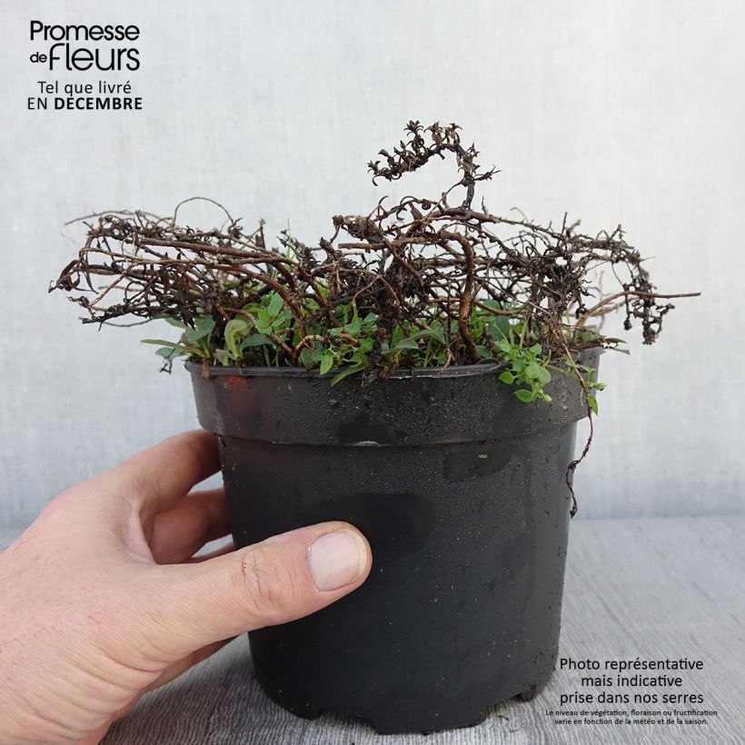 Aster ericoïdes f. prostratus Snow Flurry 2L/3L pot sample as delivered in autumn