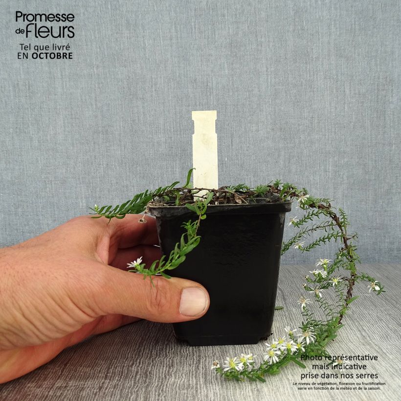Aster ericoïdes f. prostratus Snow Flurry 7/8 cm pot sample as delivered in autumn