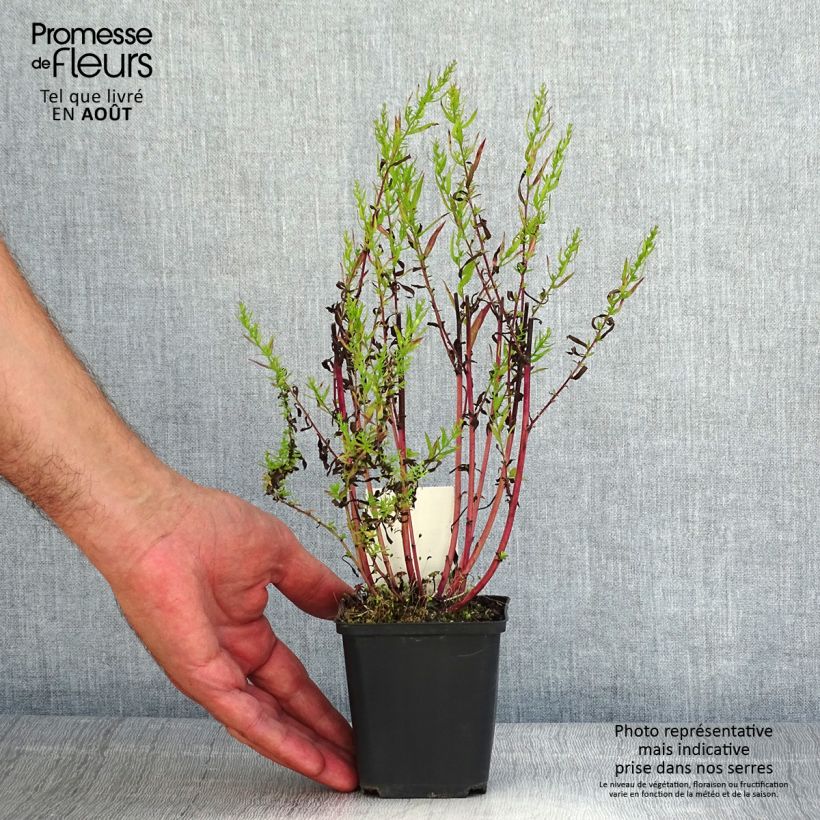 Aster ericoides Herbstmyrte 8/9 cm pot sample as delivered in summer