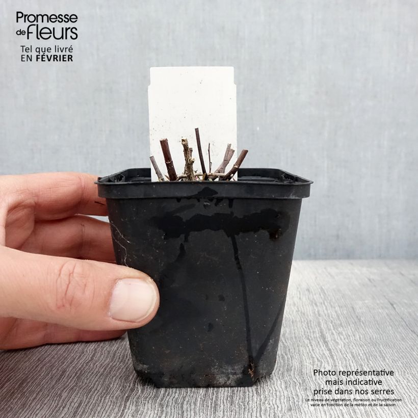 Aster ericoides Herbstmyrte 8/9 cm pot sample as delivered in winter