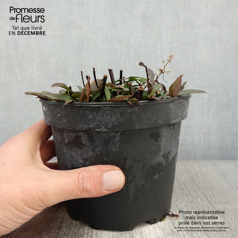 Aster ericoides Pink Cloud 2L/3L pot sample as delivered in autumn