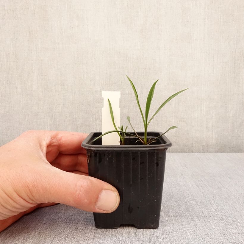 Aster ericoïdes Schneegitter - Heath Aster 8/9 cm pot sample as delivered in spring