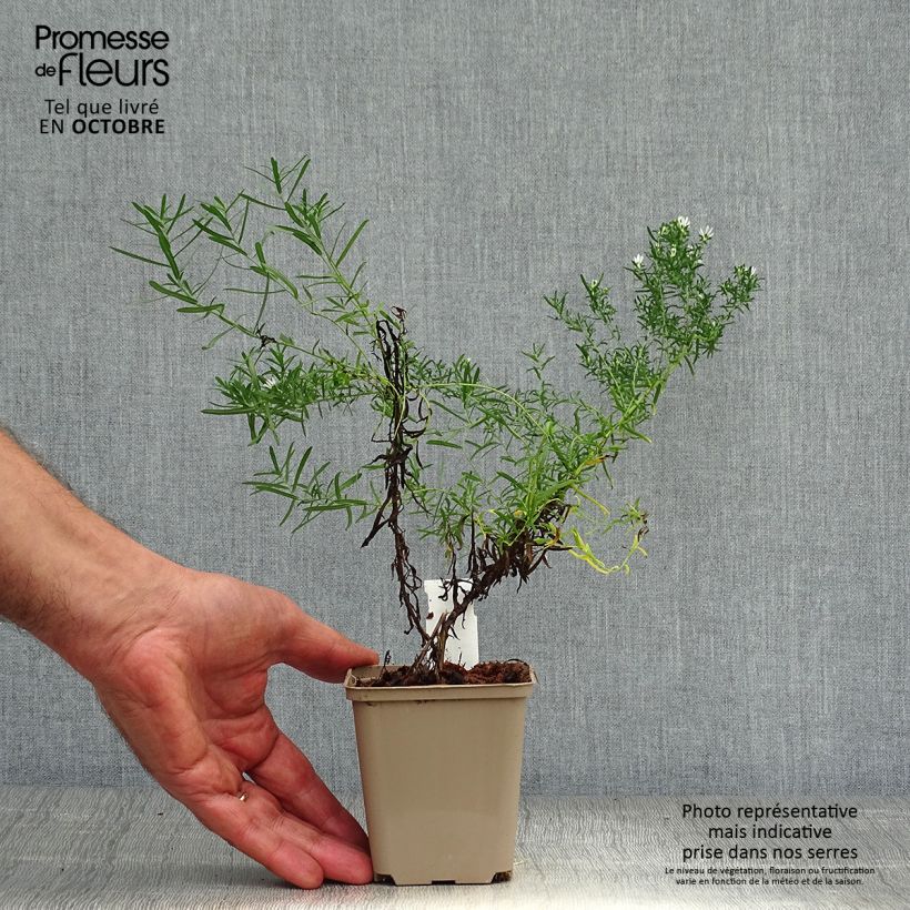 Aster ericoides Schneetanne 8/9 cm pot sample as delivered in autumn