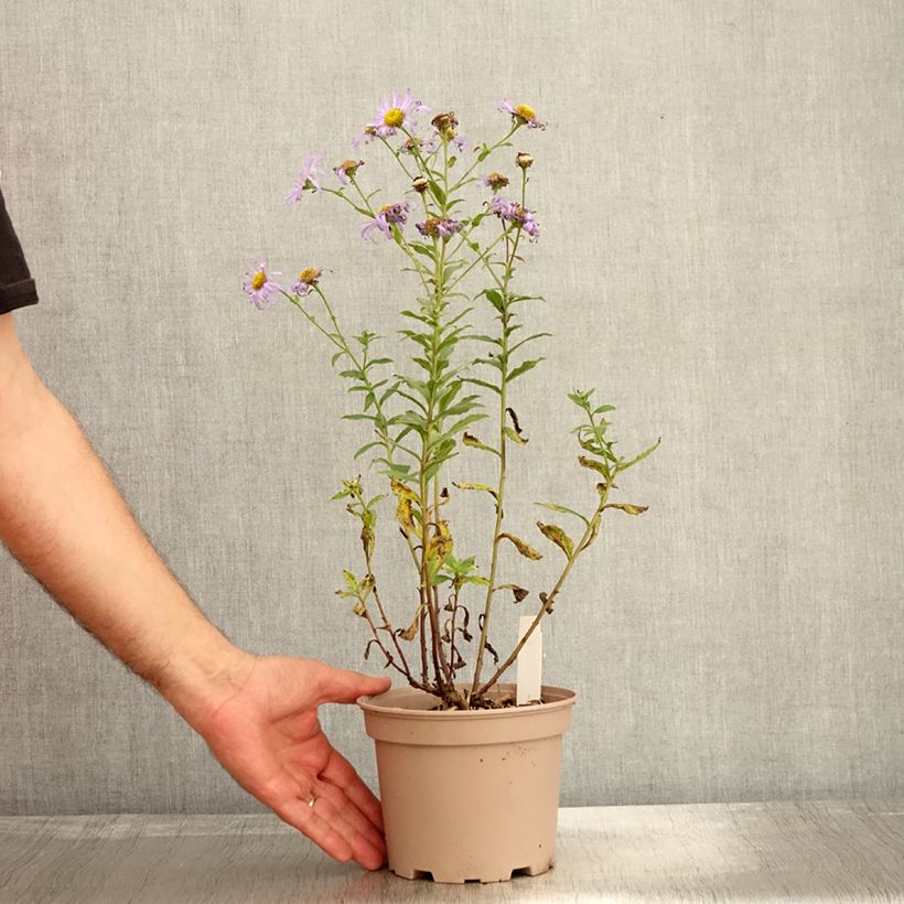 Aster frikartii Mönch 1L/1.5L pot sample as delivered in autumn
