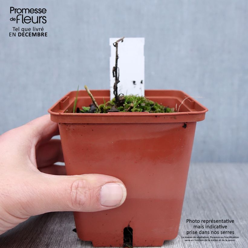 Aster frikartii Mönch 1L/1.5L pot sample as delivered in winter