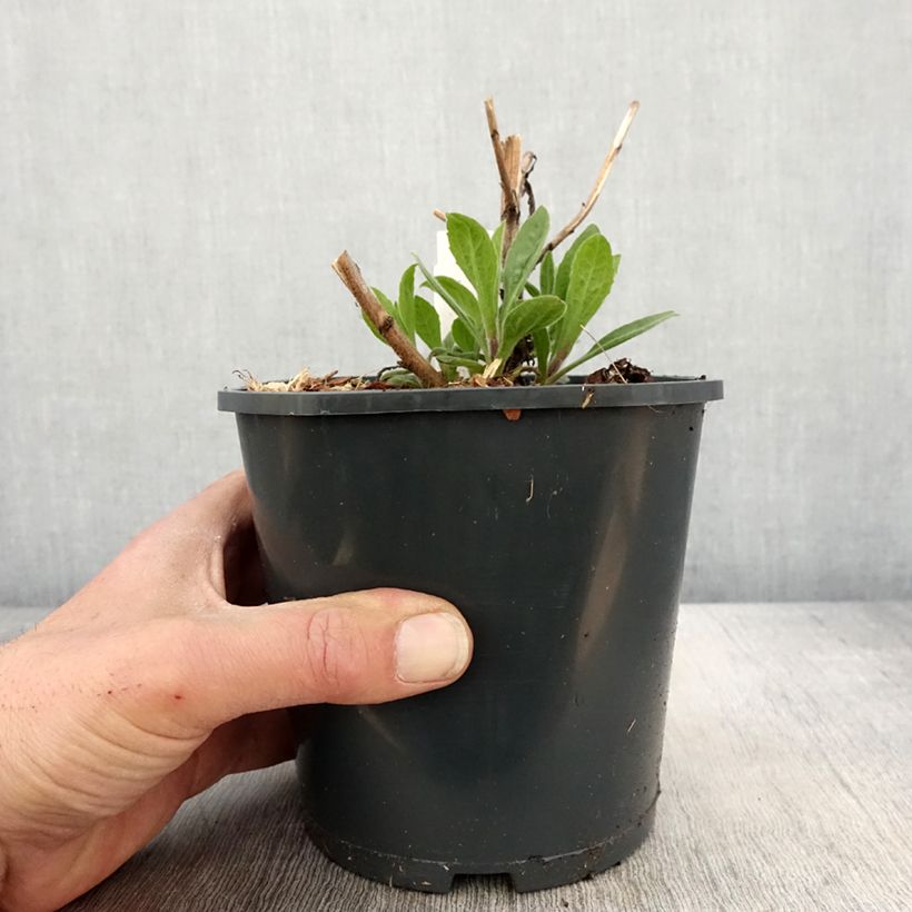 Aster frikartii Mönch 1L/1.5L pot sample as delivered in spring