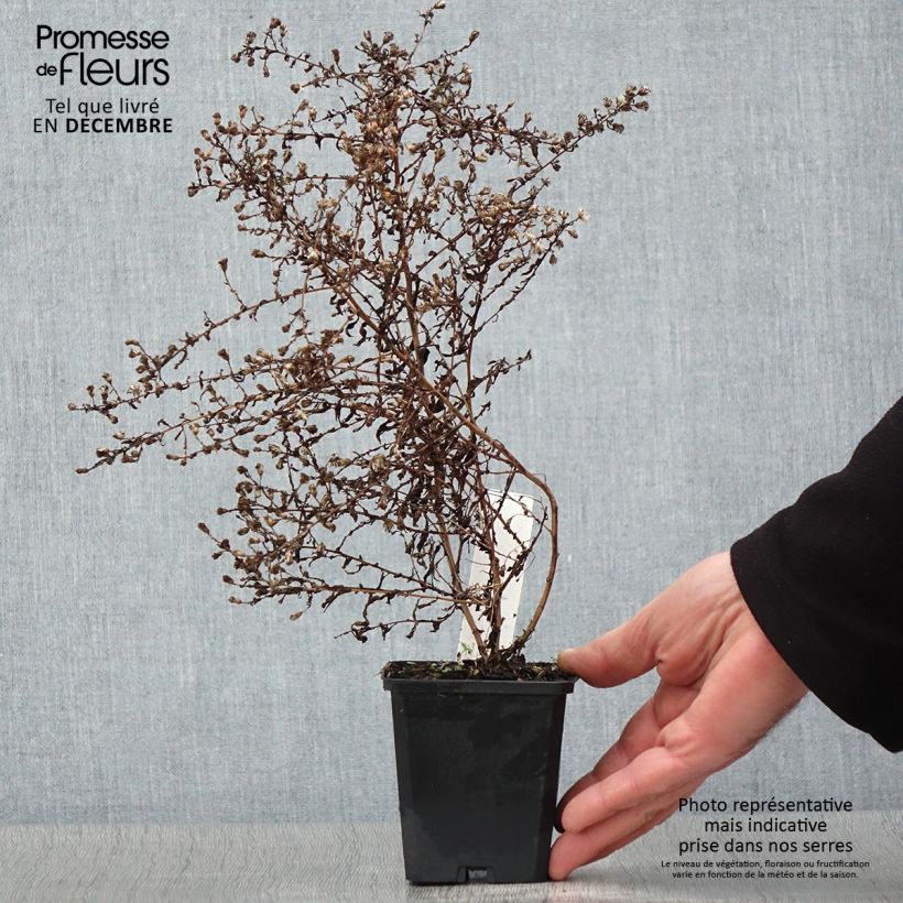 Aster lateriflorus Horizontalis 8/9 cm pot sample as delivered in autumn