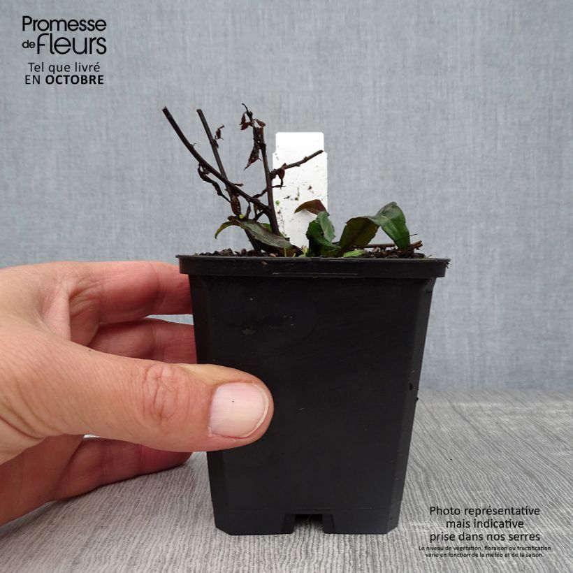 Aster lateriflorus Lady In Black 8/9 cm pot sample as delivered in autumn