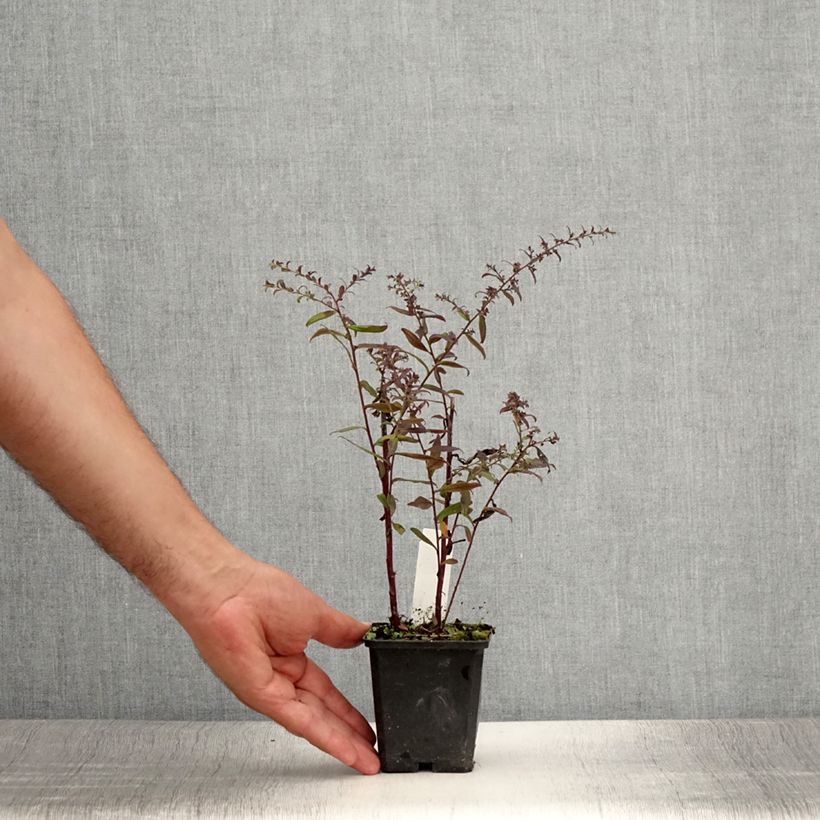 Aster lateriflorus Prince 8/9 cm pot sample as delivered in summer