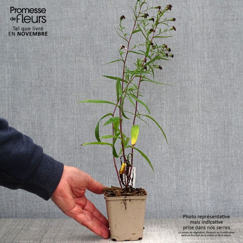 Aster hybrida Vasterival 8/9 cm pot sample as delivered in autumn