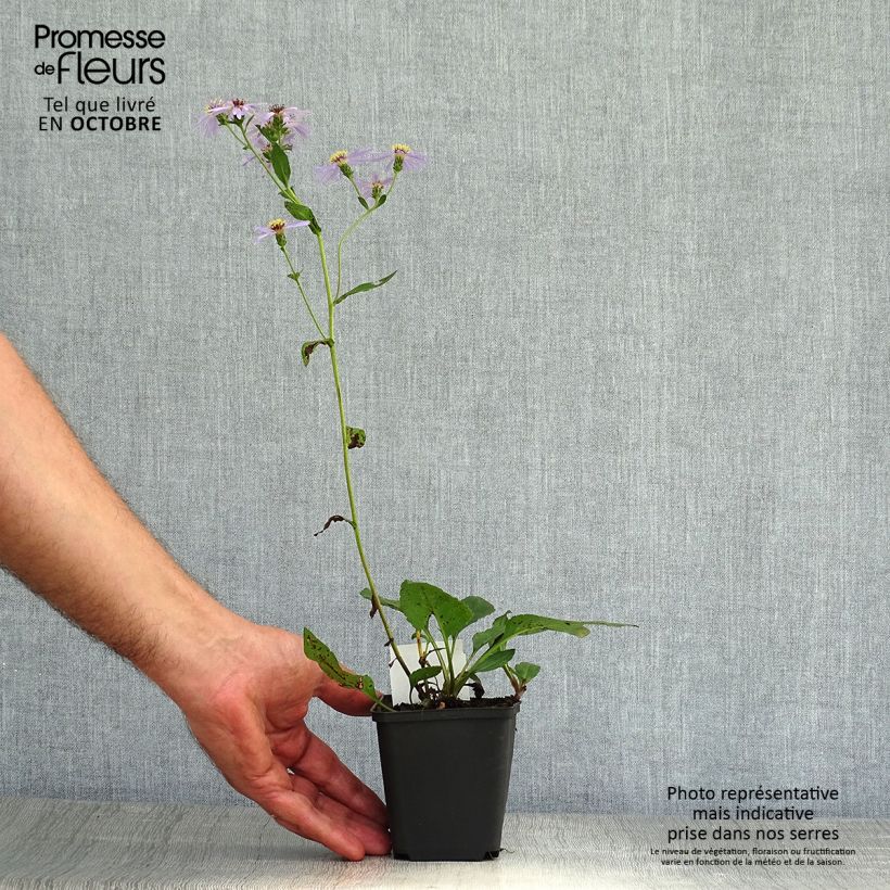 Aster macrophyllus Twilight 8/9 cm pot sample as delivered in autumn