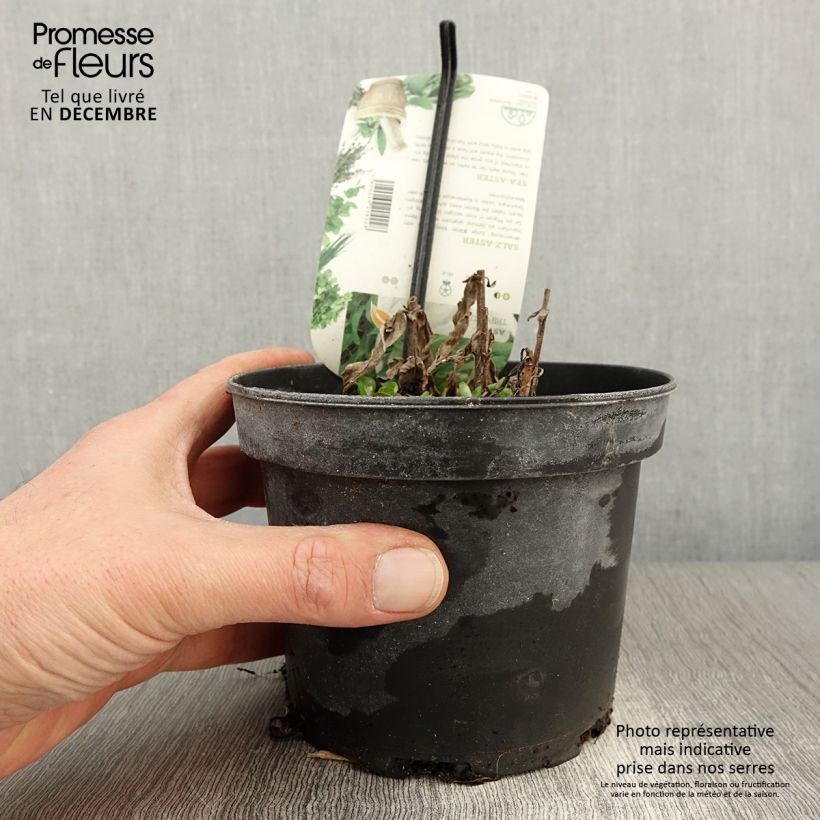 Sea Aster - Aster tripolium or Tripolium pannonicum 1.5L/2L pot sample as delivered in autumn