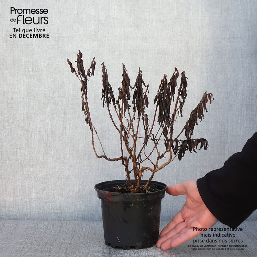 Aster novae-angliae Andenken an Alma Pötschke 2L/3L pot sample as delivered in autumn
