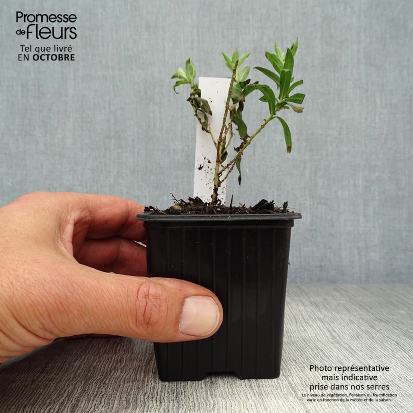 Aster novae-angliae Andenken an Paul Gerber 8/9 cm pot sample as delivered in autumn