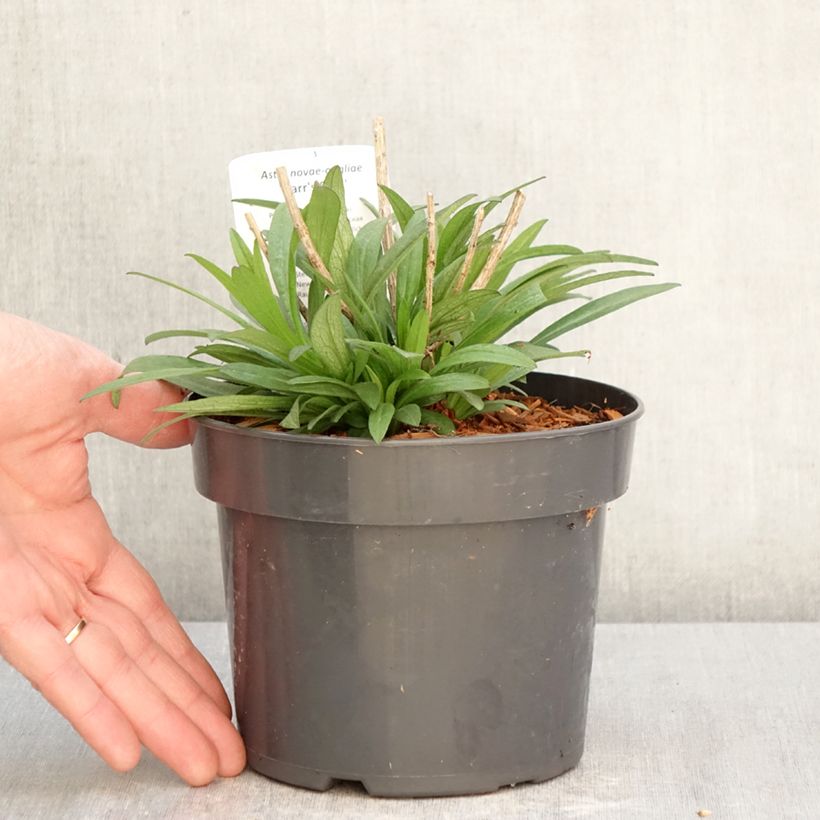 Aster novae-angliae Barrs Pink 2L/3L pot sample as delivered in spring