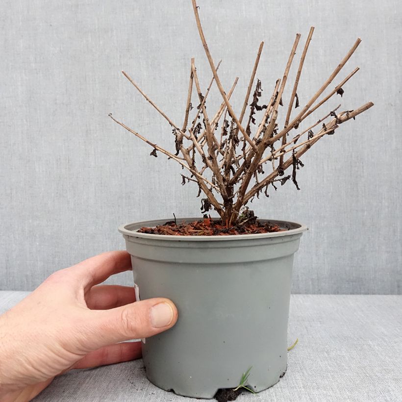 Aster novae-angliae Barrs Blue 2L/3L pot sample as delivered in winter