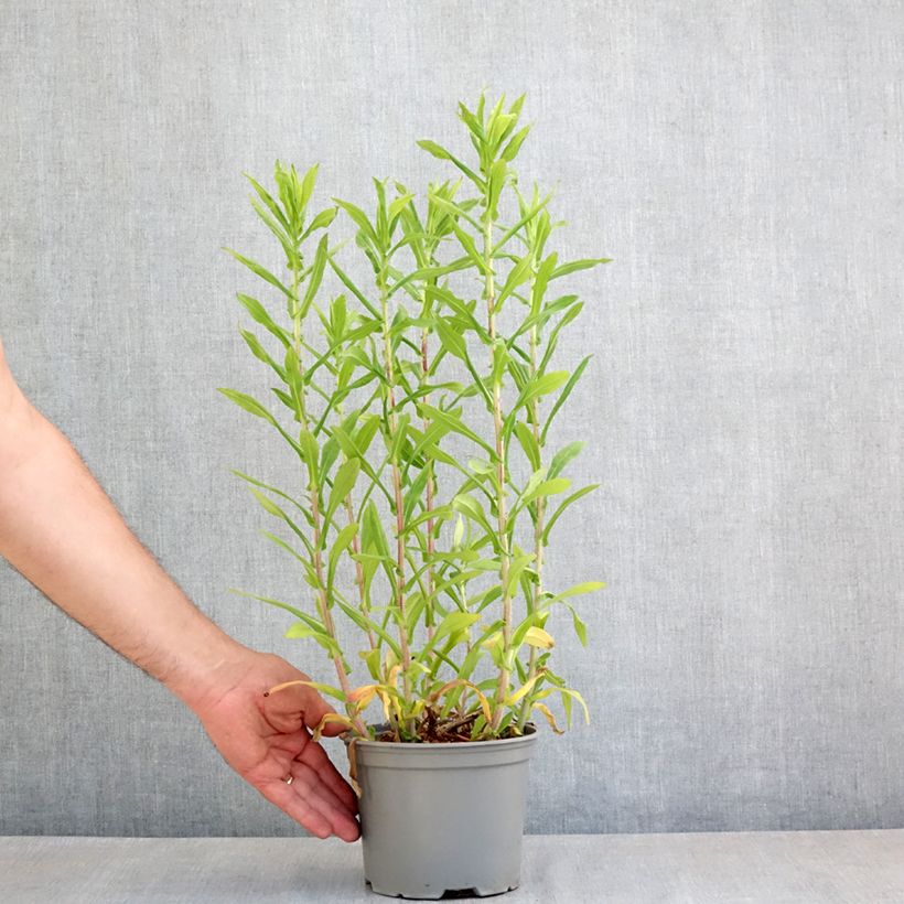 Aster novae-angliae Barrs Blue 2L/3L pot sample as delivered in spring